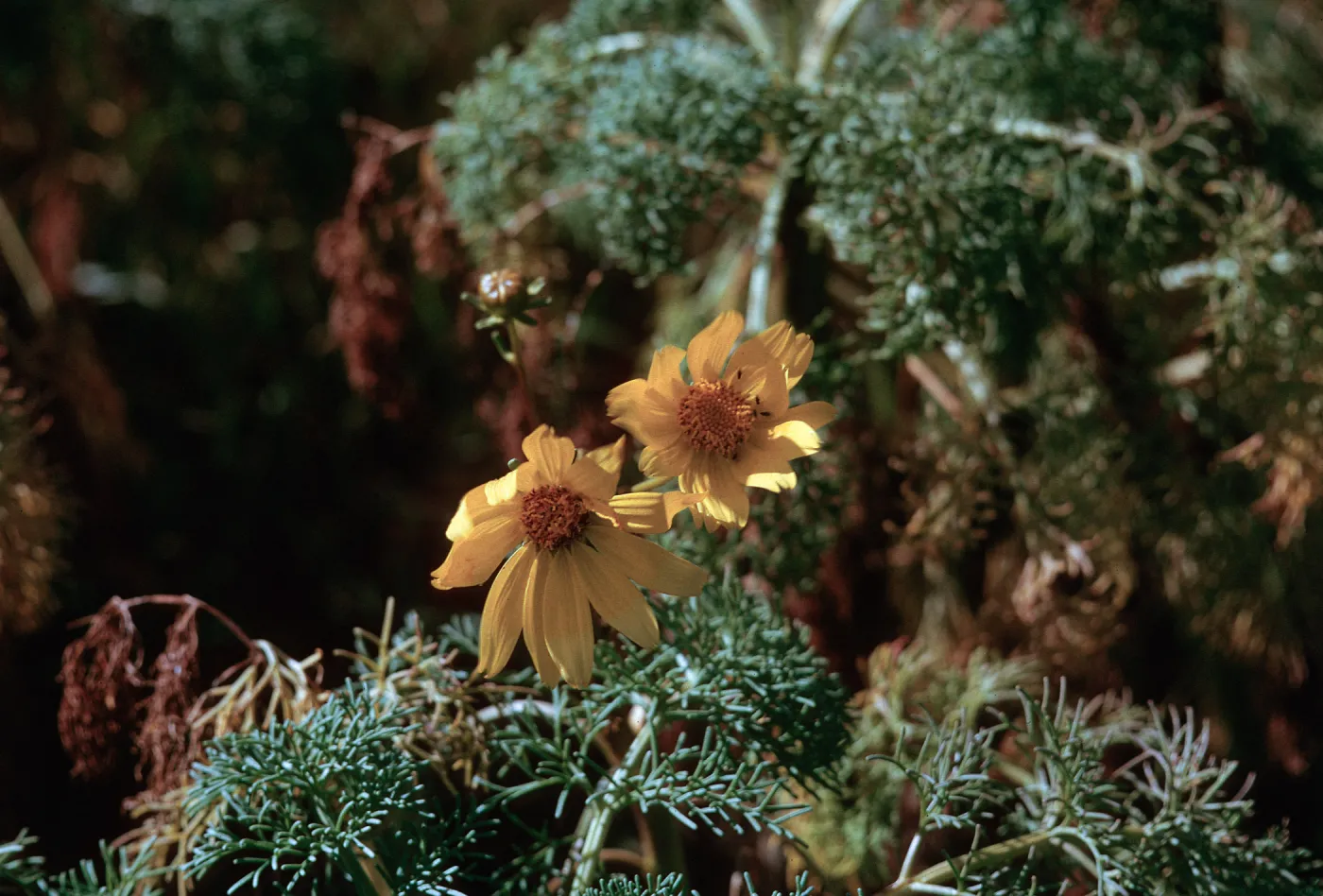 Coreopsis gigantea flower, 66-166 & SN-422
