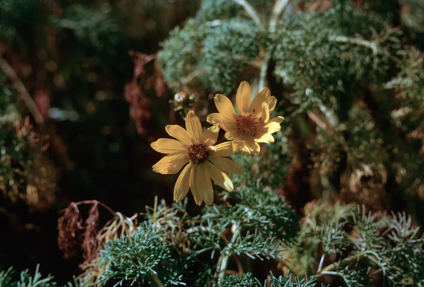 Coreopsis gignatea flower, 66-168 & SN-424