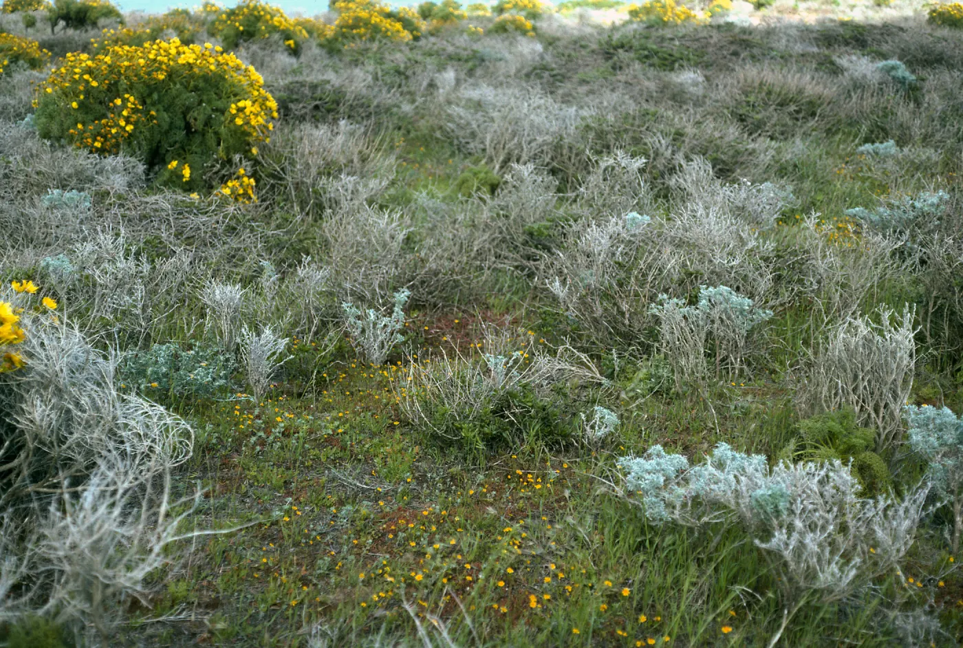 Annuals, Mesa Northwest of Airfiield, San Nicolas Island