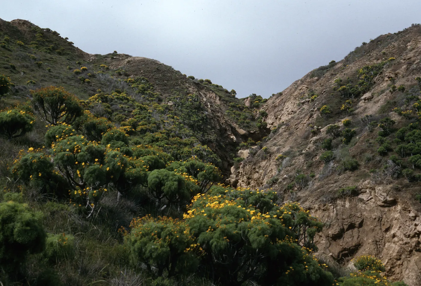 Canyon Southwest of NAVFAC, North Slope, San Nicolas Island