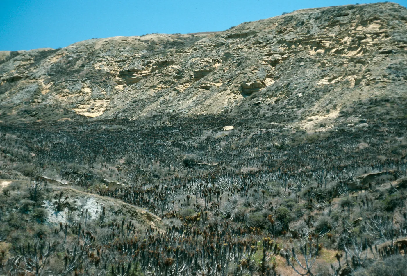 North Coastal Flats, Northeast end, San Nicolas Island