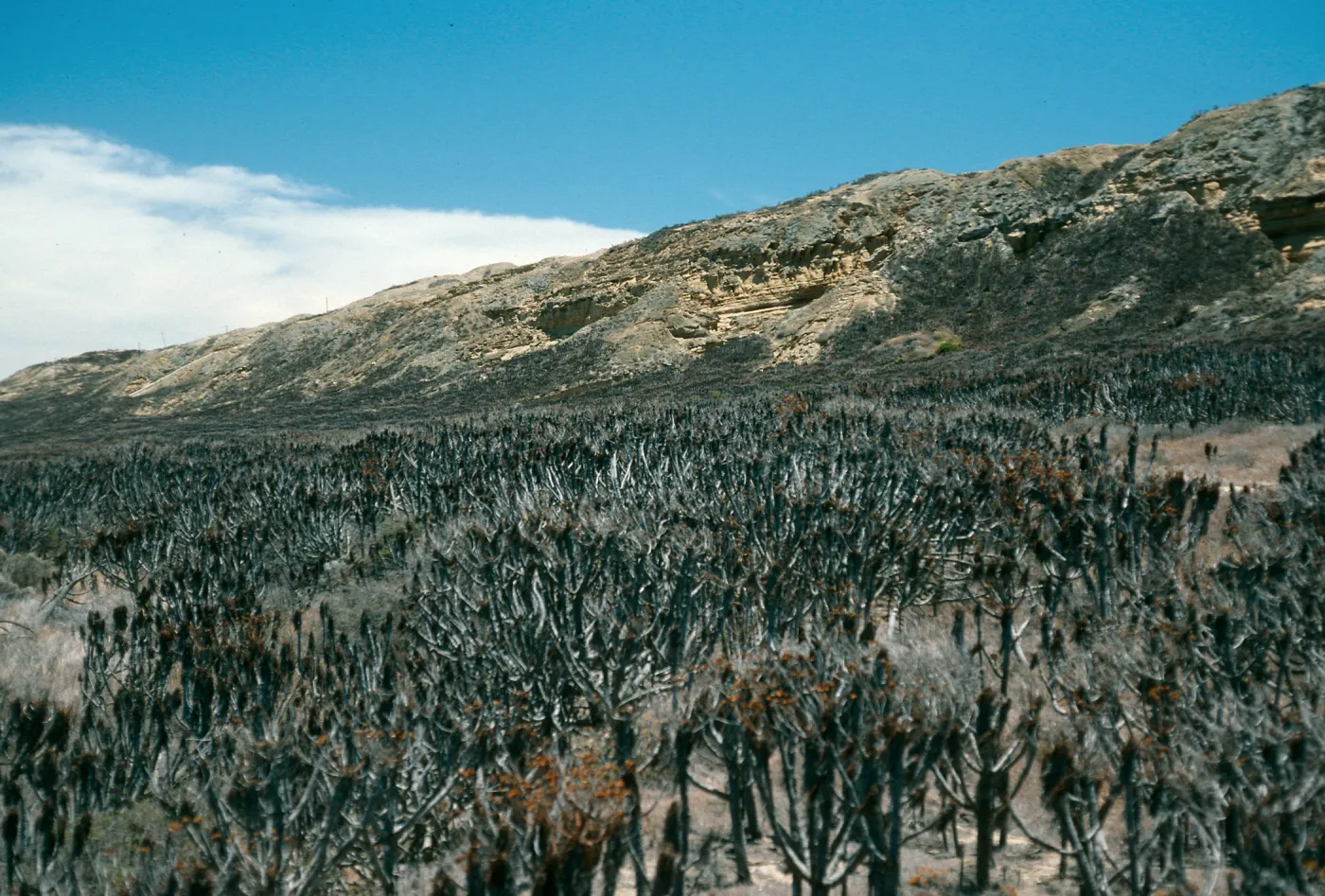 North Coastal Flats, Near Rock Jetty, San Nicolas Island