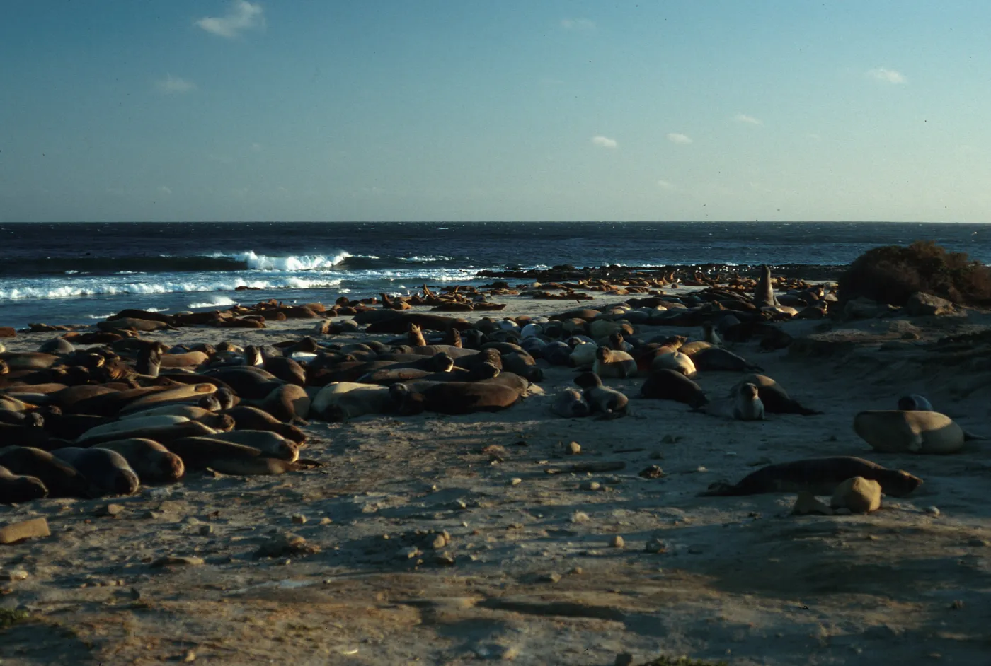 Elephant Seals, West end of Daytona Beach, San Nicolas Island
