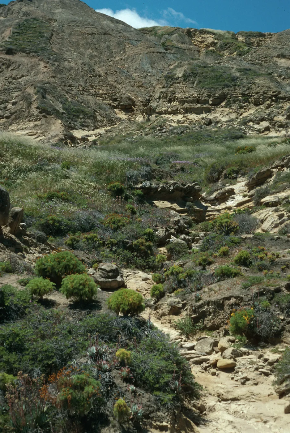 Dudleya Canyon, First large canyon west of NAVFAC, San Nicolas Island