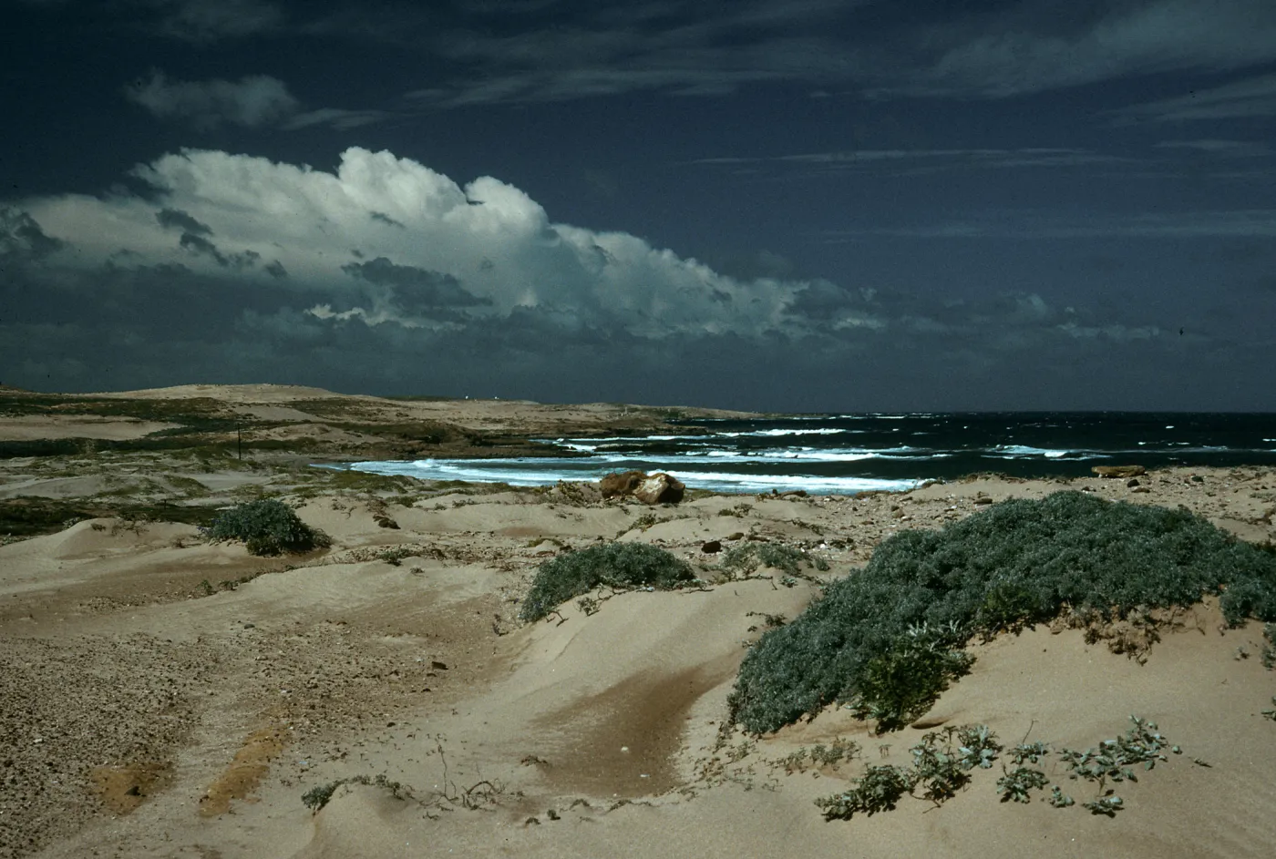 Dunes, Just West of 1000 Springs, San Nicolas Island