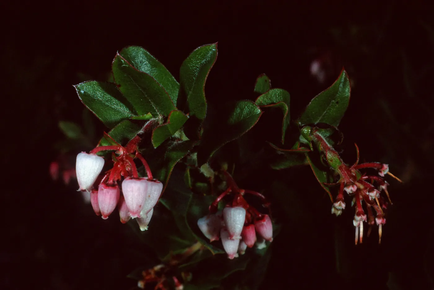 Arctostaphylos pajaroensis, 86-430, Manzanita Section, Santa Barbara Botanic Garden