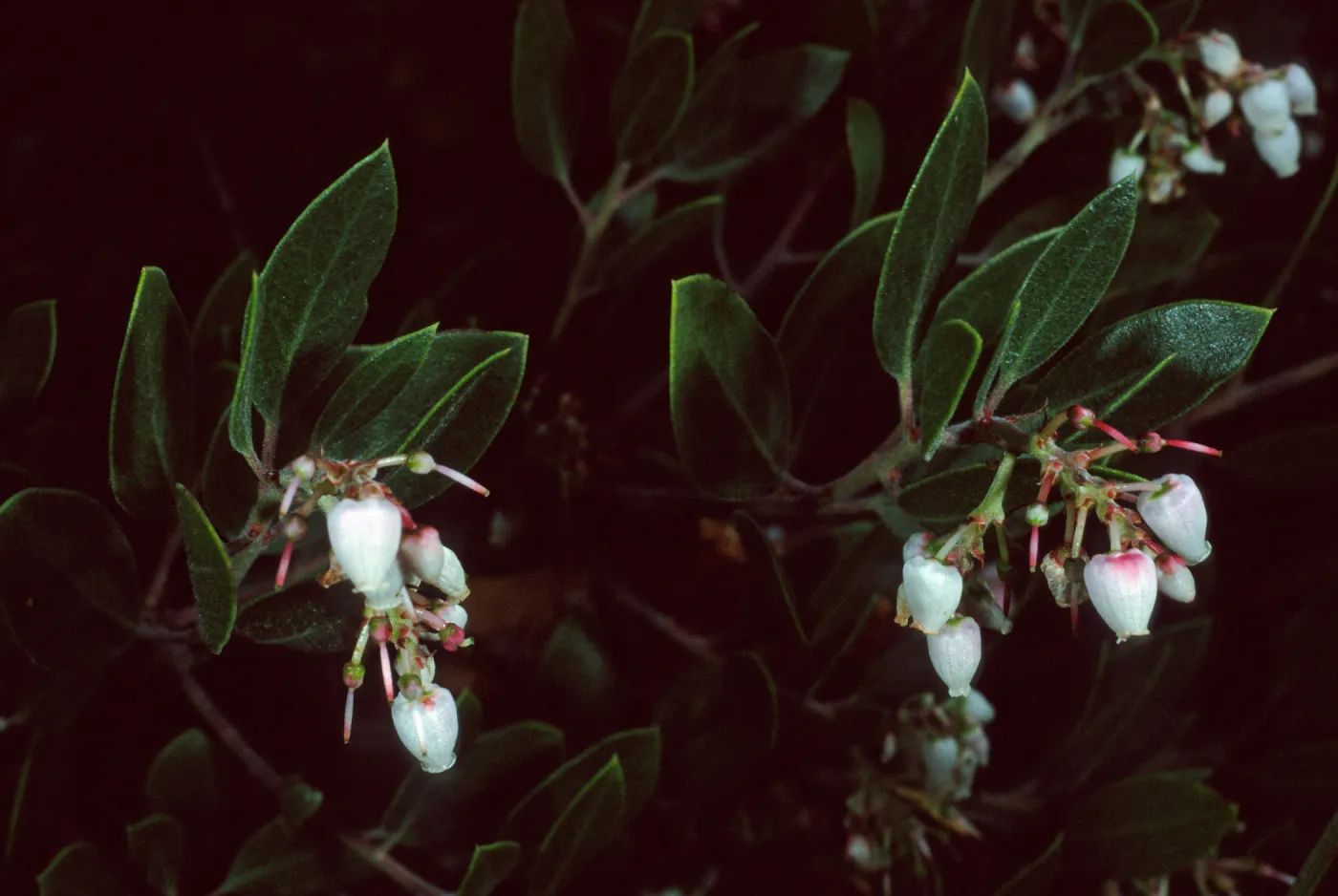Arctostaphylos edmundsii, 50-031, Arroyo Section, Santa Barbara Botanic Garden