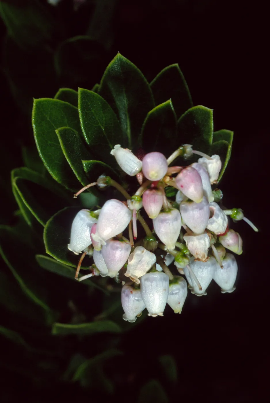 Arctostaphylos tomentosa bracteosa, 84-6-1, Arroyo Section, Santa Barbara Botanic Garden