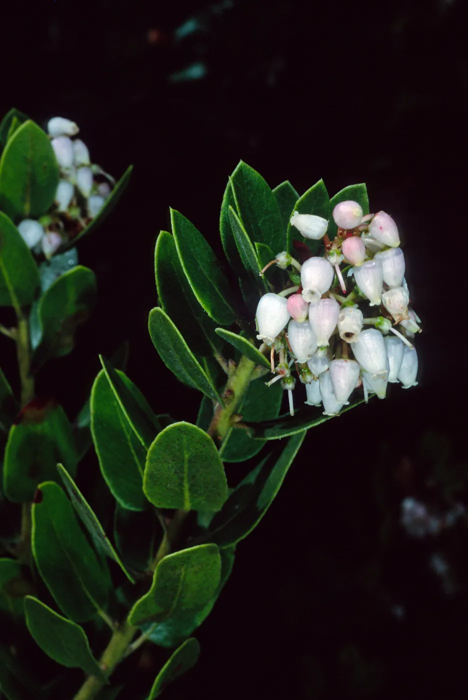 Arctostaphylos tomentosa bracteosa, 84-6-1, Arroyo Section, Santa Barbara Botanic Garden