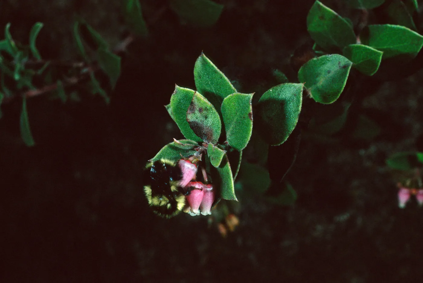 Arctostaphylos aff. hearstiorum, w/bumble bee, Santa Barbara Botanic Garden