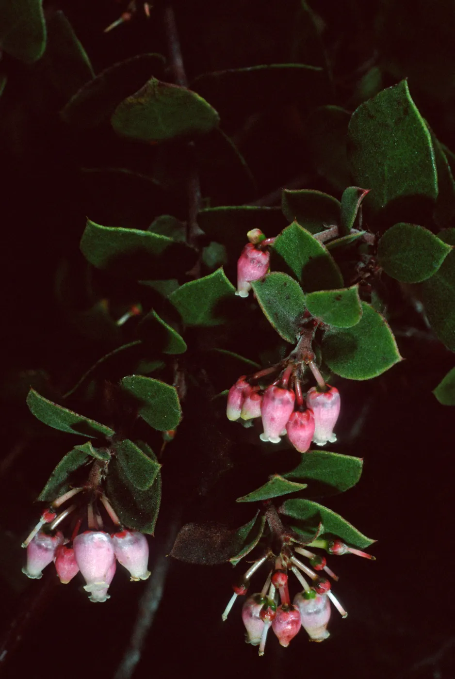 Arctostaphylos hearstiorum, Santa Barbara Botanic Garden