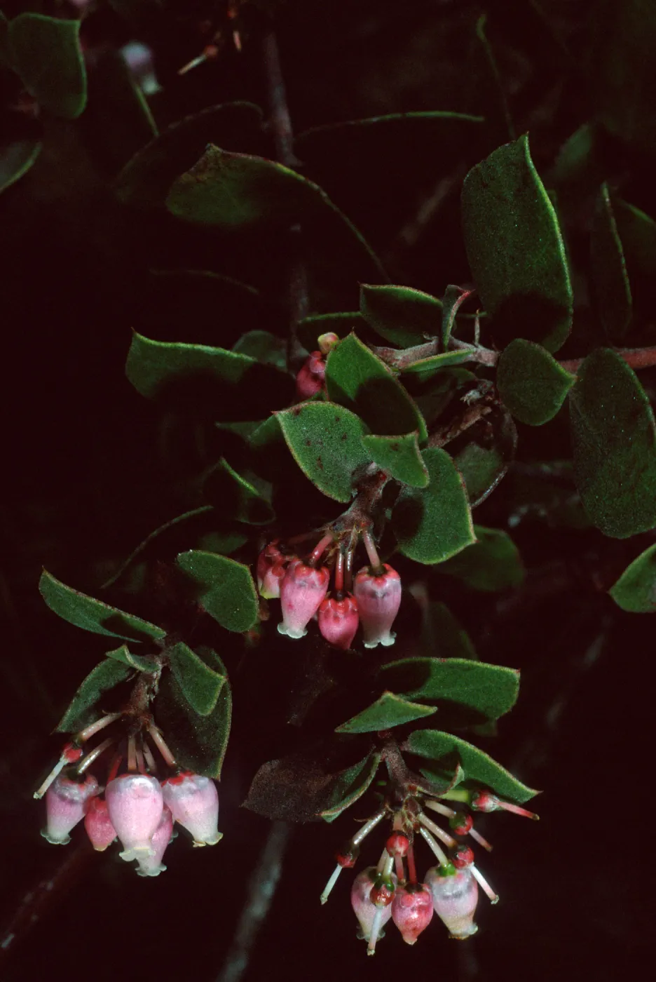 Arctostaphylos hearstiorum, Santa Barbara Botanic Garden