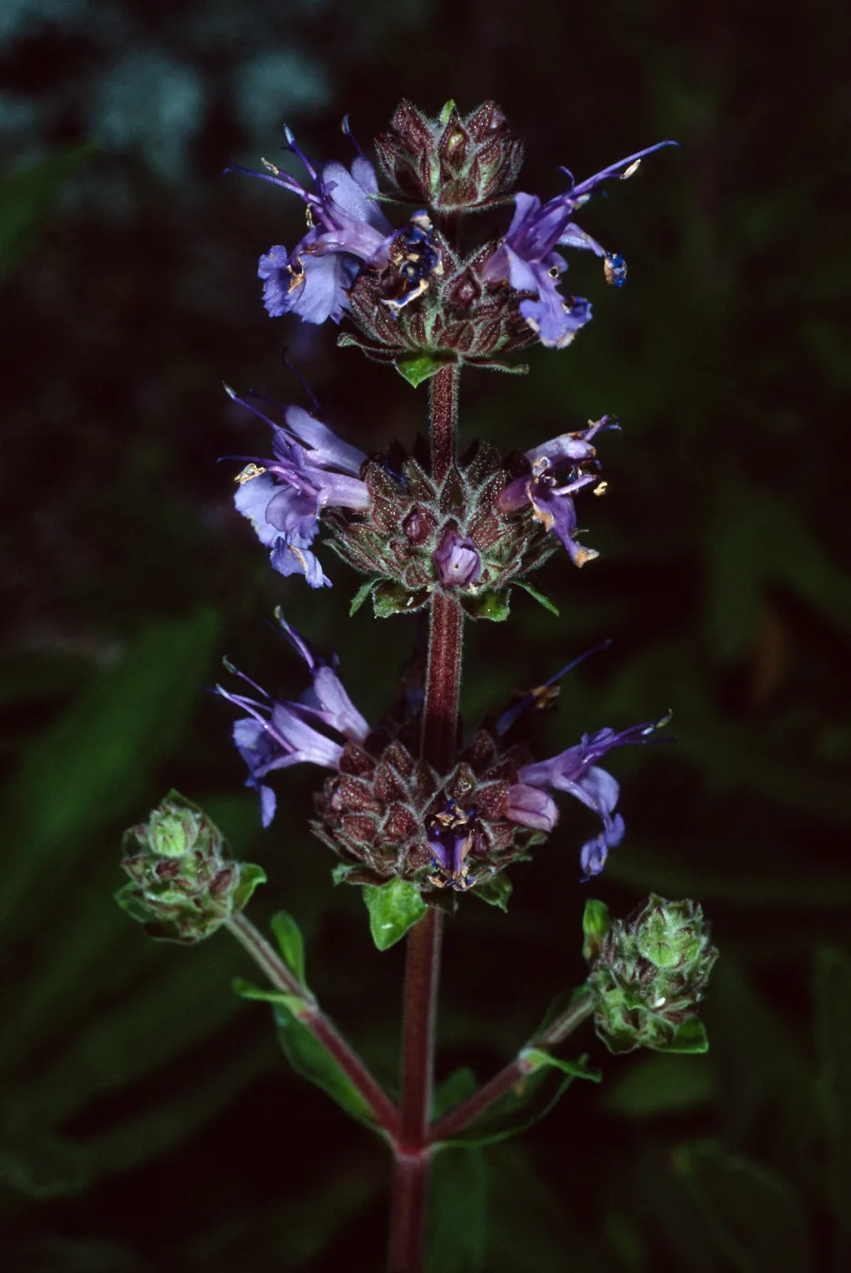 Salvia (Sage) ï¿½Daraï¿½s Choiceï¿½, 88-24, Arroyo Section, Santa Barbara Botanic Garden