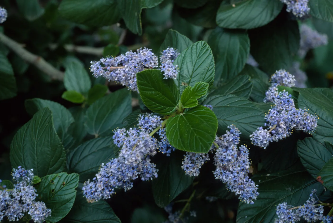 Ceanothus arboreus, Santa Barbara Botanic Garden