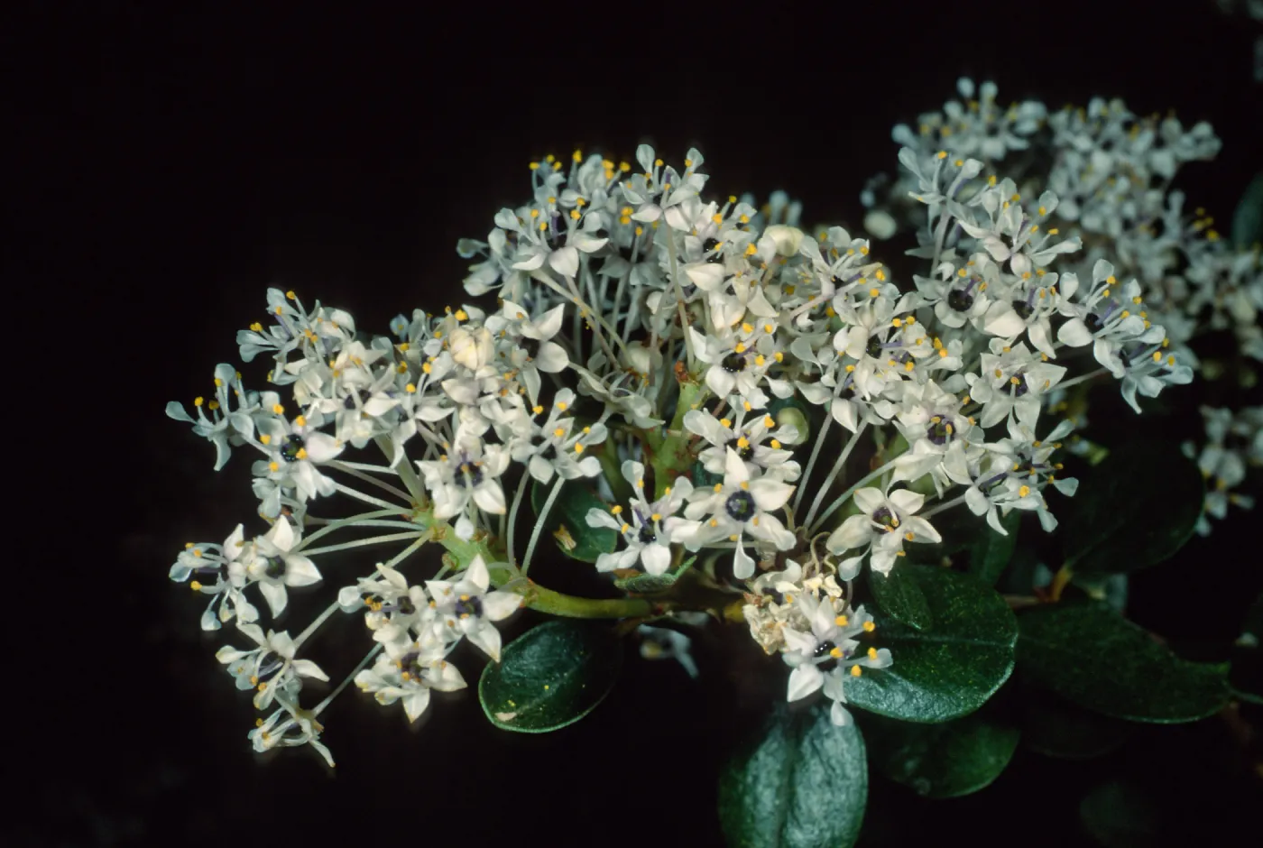 Ceanothus megacarpus insularis, Santa Barbara Botanic Garden