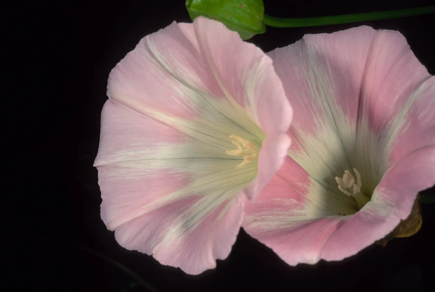 Calystegia macrostegia ‘Anacapa Pink’, Santa Barbara Botanic Garden