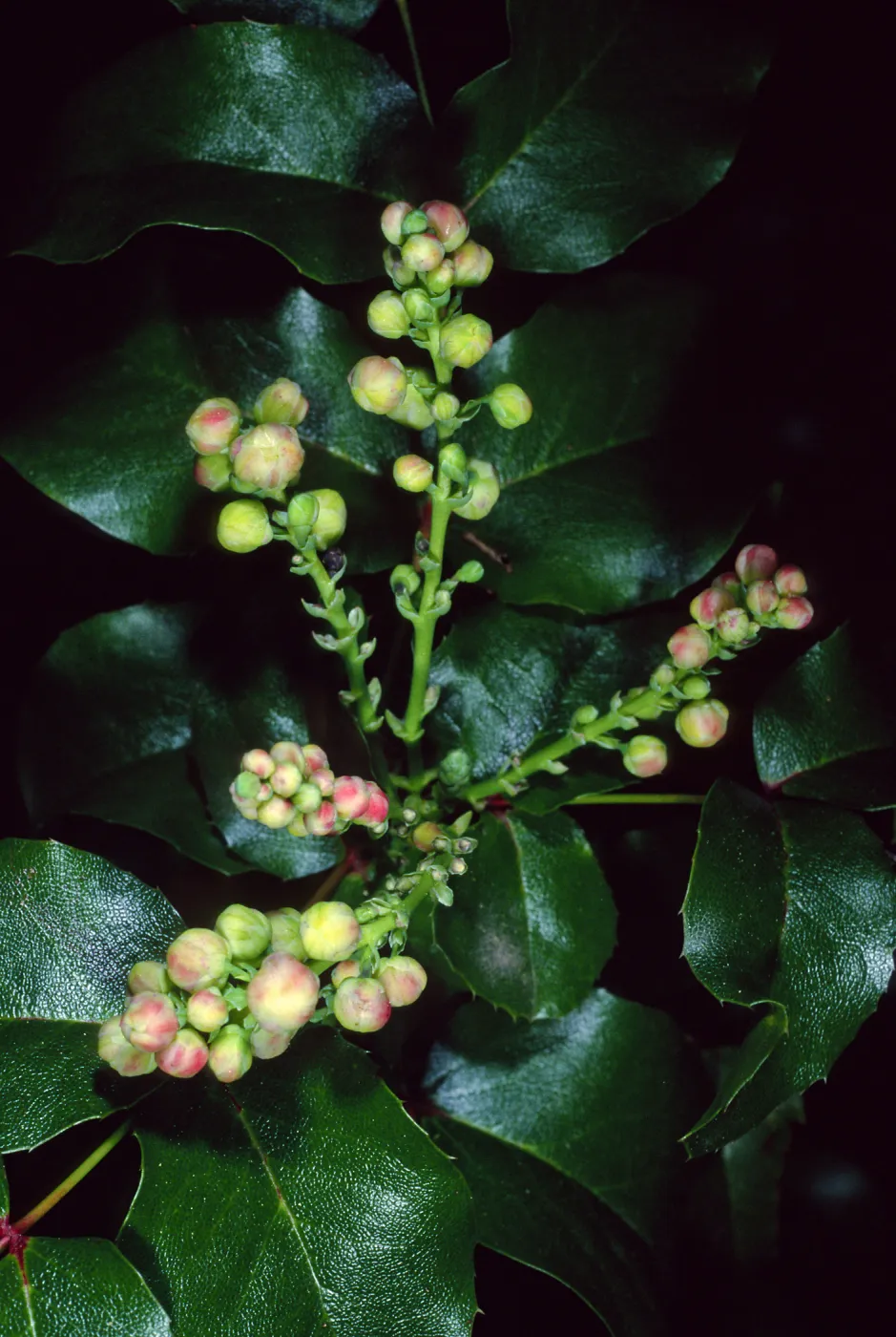Mahonia pinnata insularis, Santa Barbara Botanic Garden