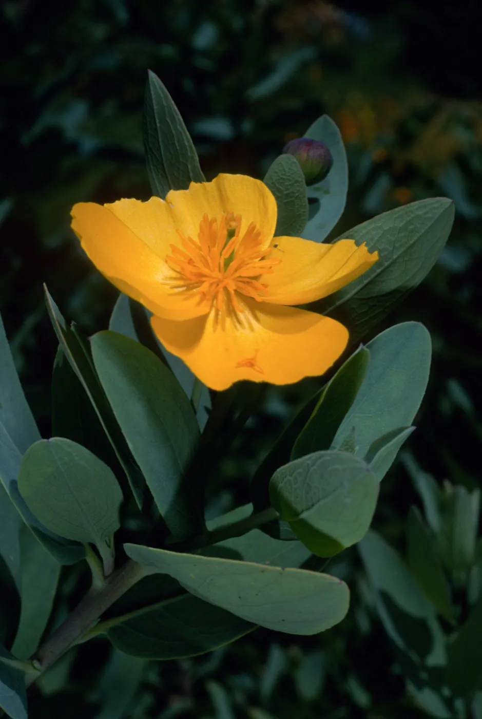 Dendromecon harfordii, Santa Barbara Botanic Garden
