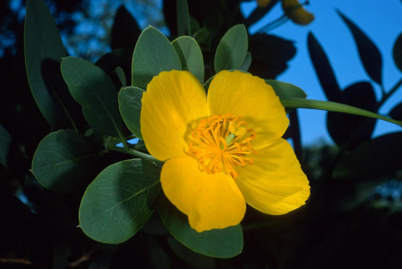 Dendromecon harfordii, Santa Barbara Botanic Garden