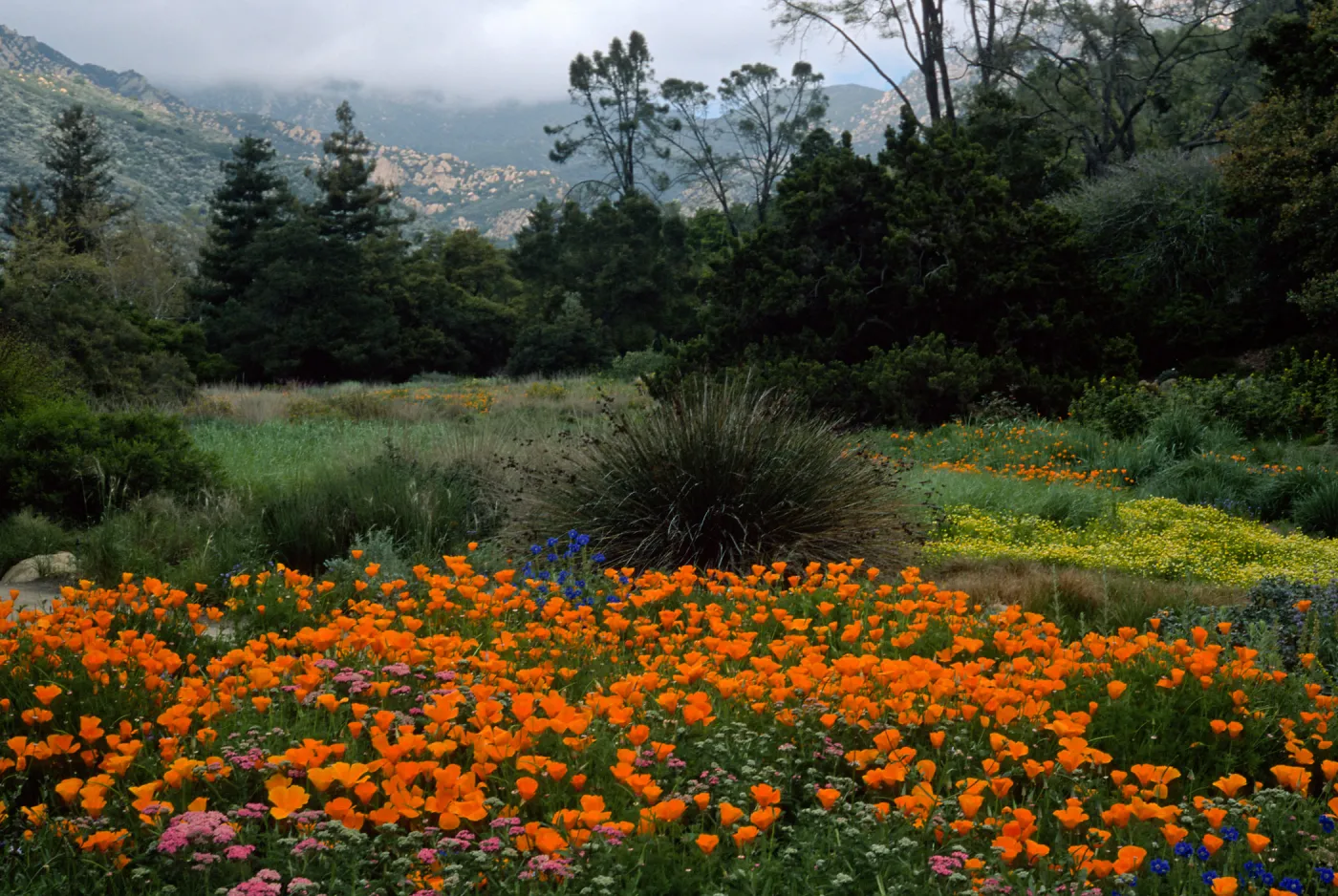 meadow, Santa Barbara Botanic Garden