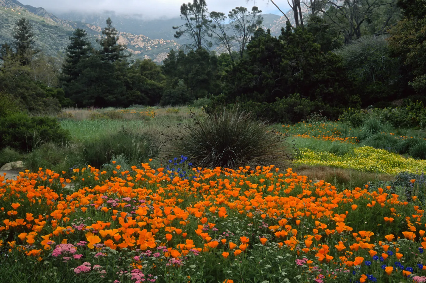 meadow, Santa Barbara Botanic Garden