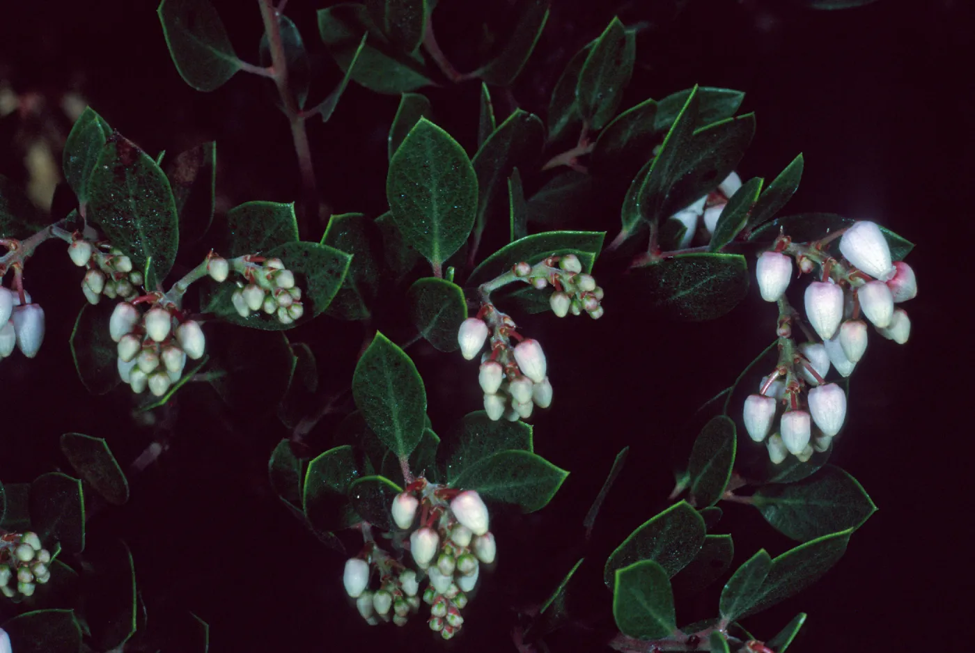 Arctostaphylos hookeri franciscana, Santa Barbara Botanic Garden