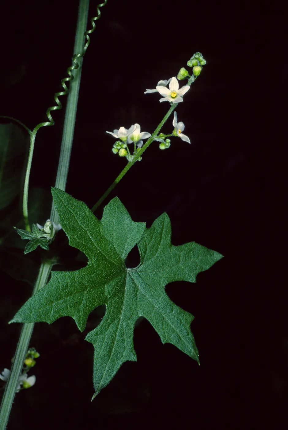 Marah, Desert Section, Santa Barbara Botanic Garden