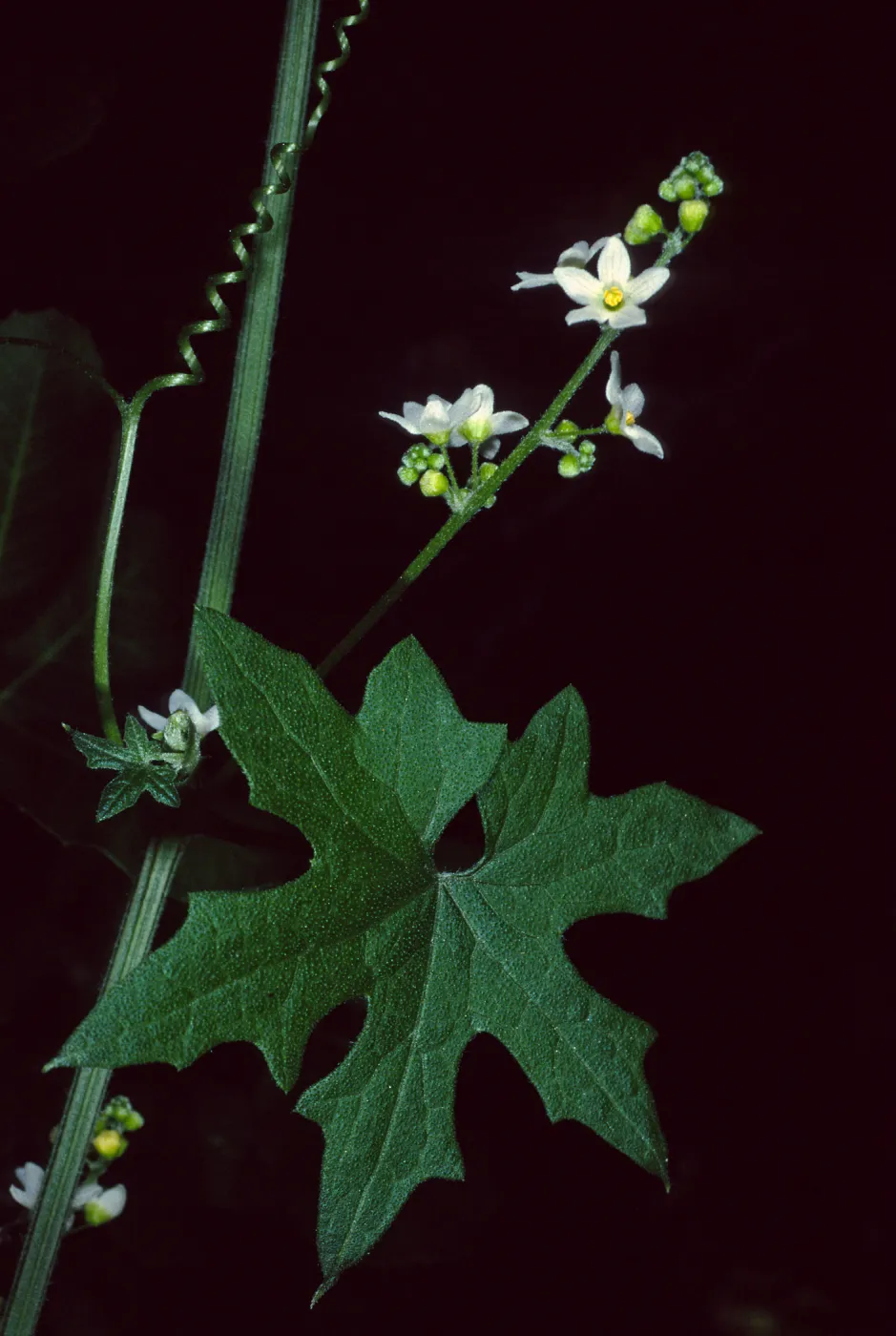 Marah, Desert Section, Santa Barbara Botanic Garden