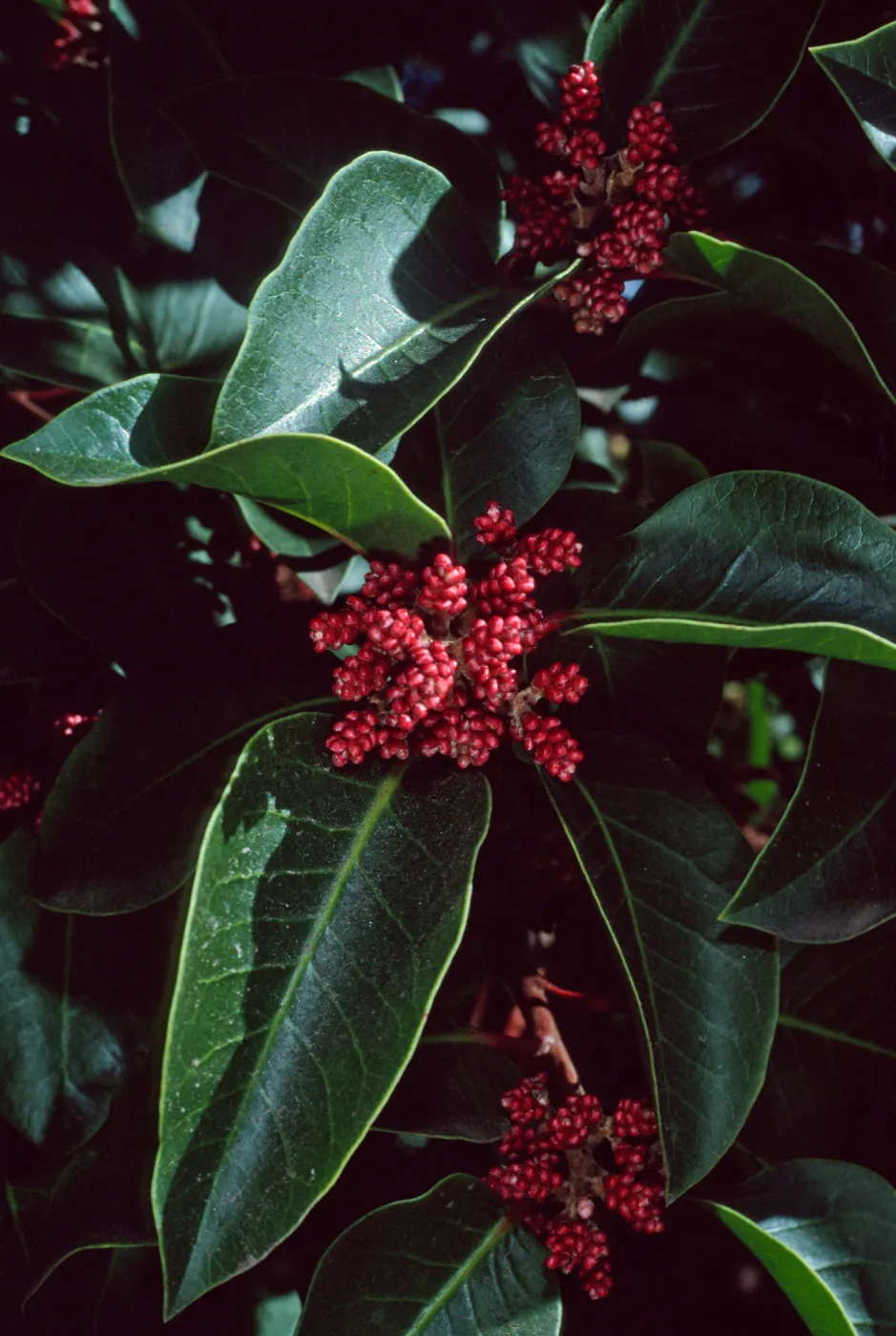 Rhus ovata, Santa Barbara Botanic Garden