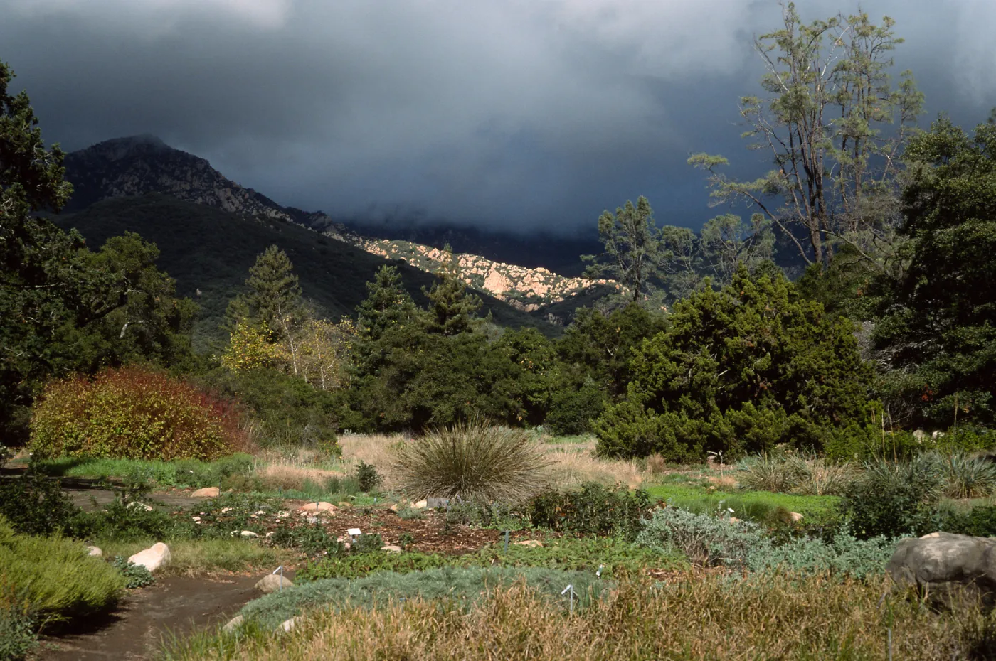 meadow, Santa Barbara Botanic Garden