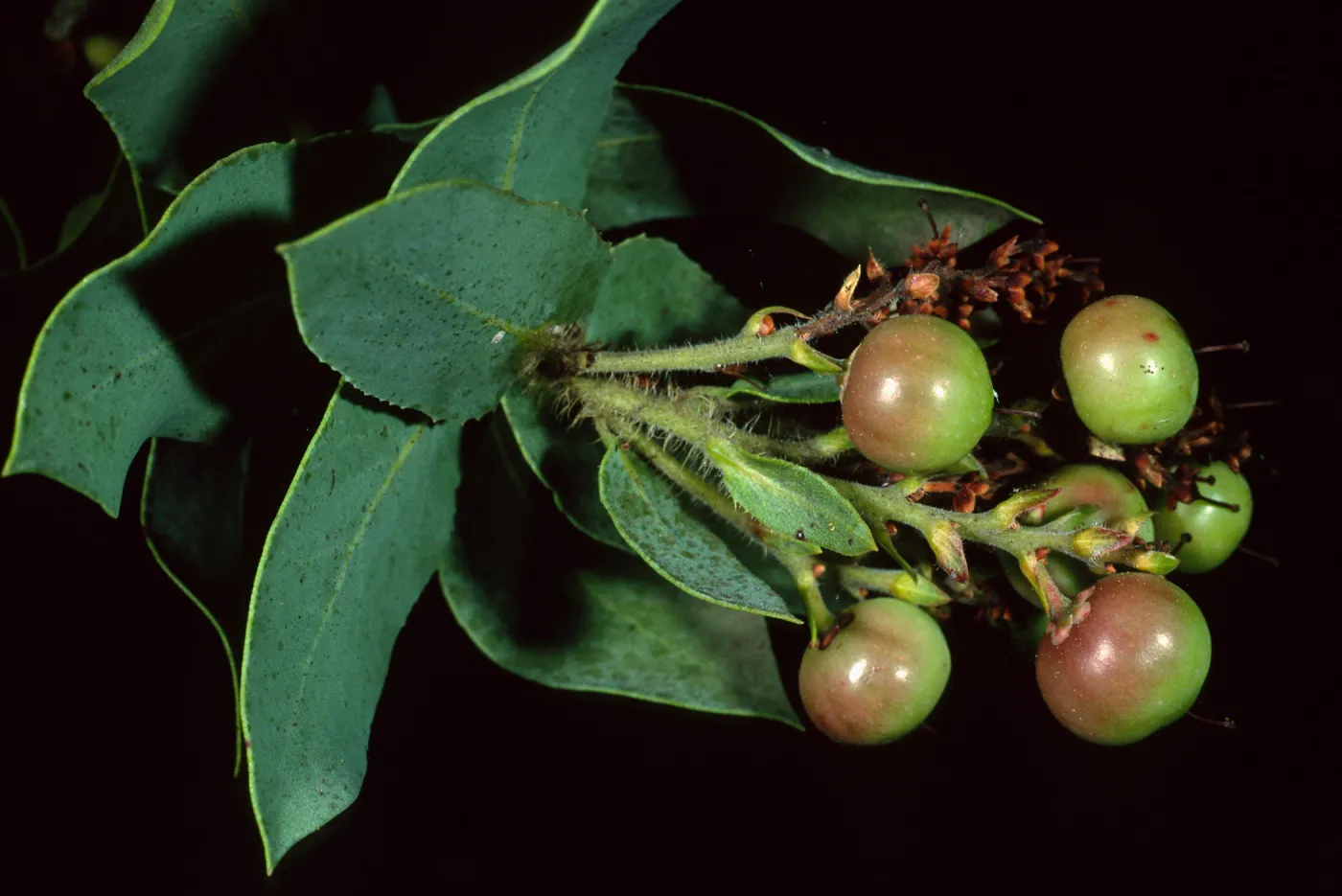 Arctostaphylos (Manzanita), Santa Barbara Botanic Garden