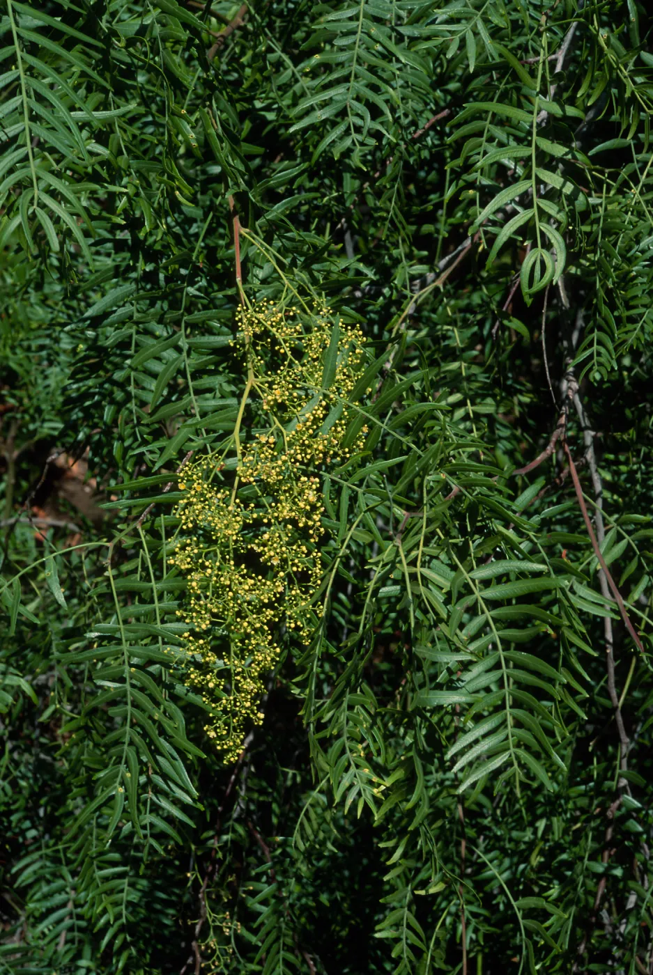 Schinus molle, Tunnel Road, Santa Barbara