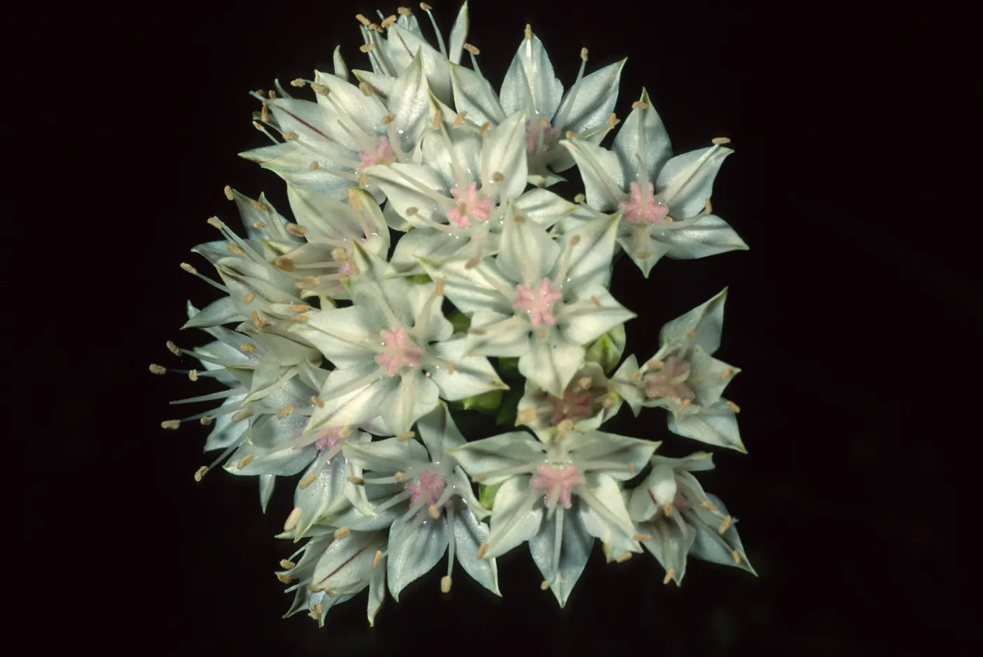 Allium haematochiton, Santa Barbara Botanic Garden
