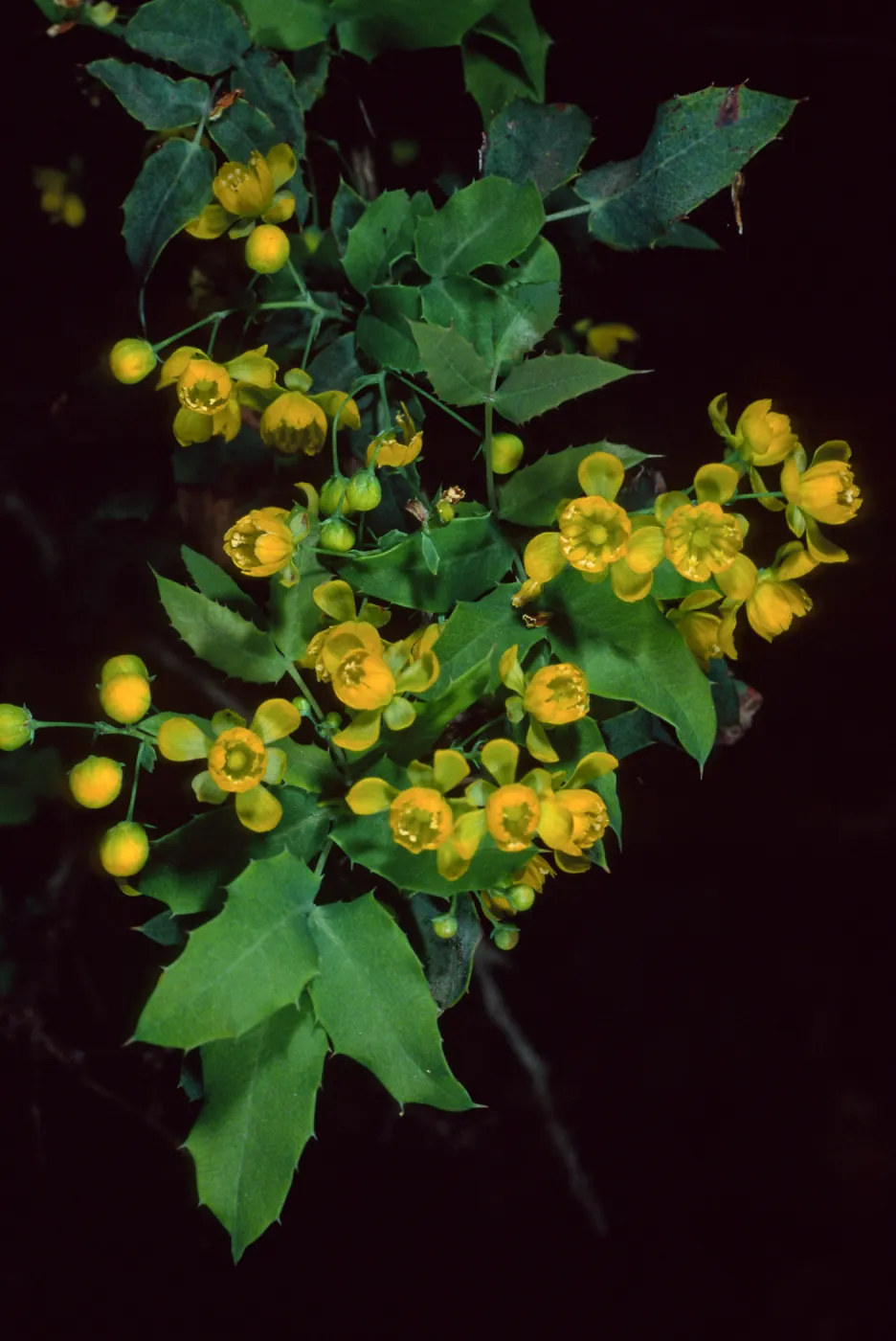 Berberis nevinii, Santa Barbara Botanic Garden