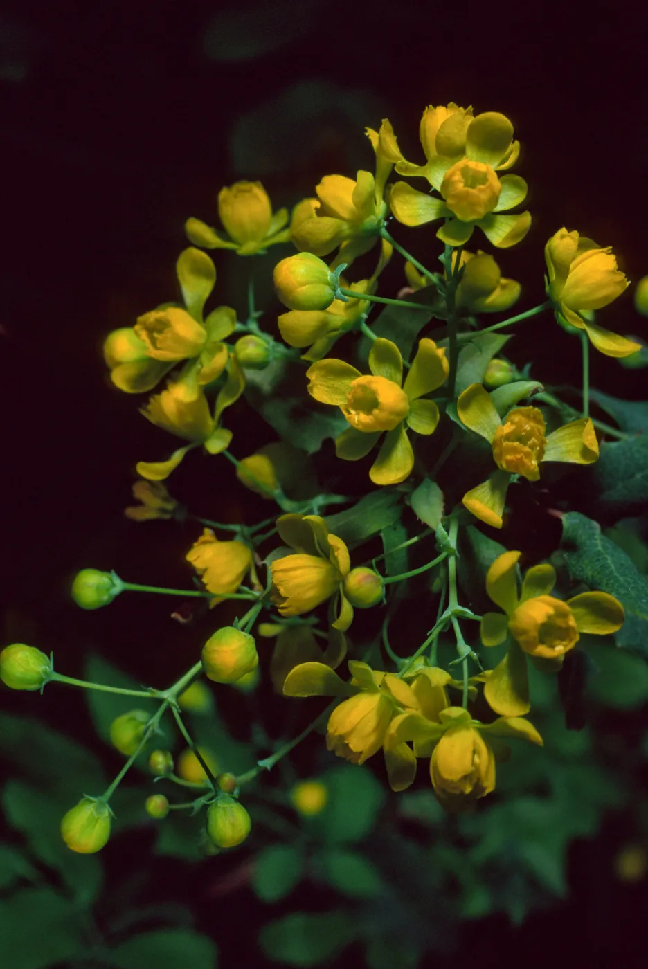 Berberis nevinii, Santa Barbara Botanic Garden
