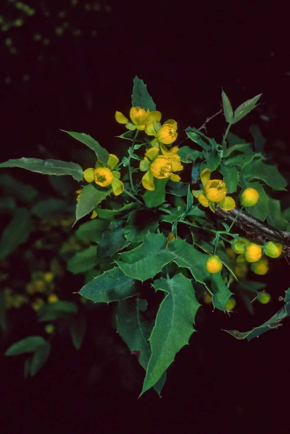 Berberis nevinii, Santa Barbara Botanic Garden