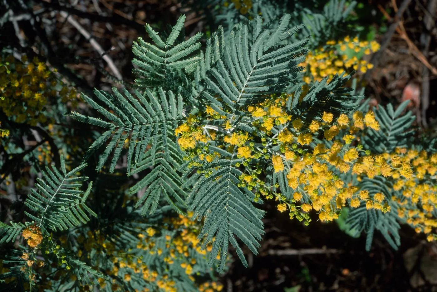 Acacia, Mission Canyon Road, Santa Barbara