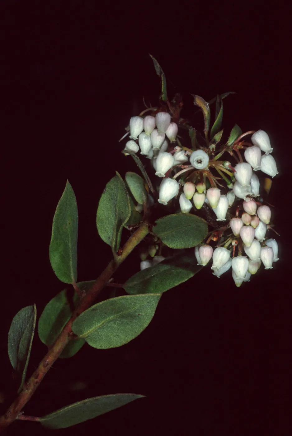 Arctostaphylos morroensis, Los Osos, San Luis Obispo County
