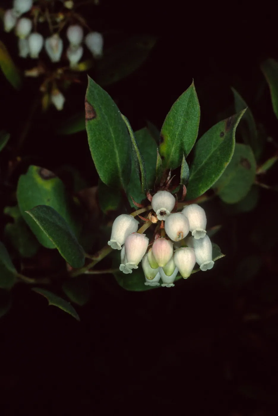 Arctostaphylos morroensis, Los Osos, San Luis Obispo County
