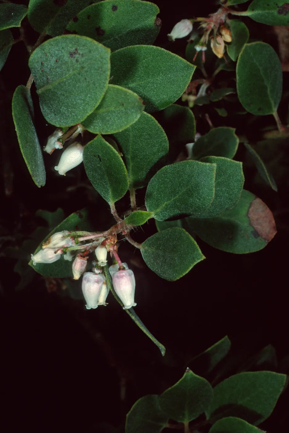 Arctostaphylos morroensis, Los Osos, San Luis Obispo County