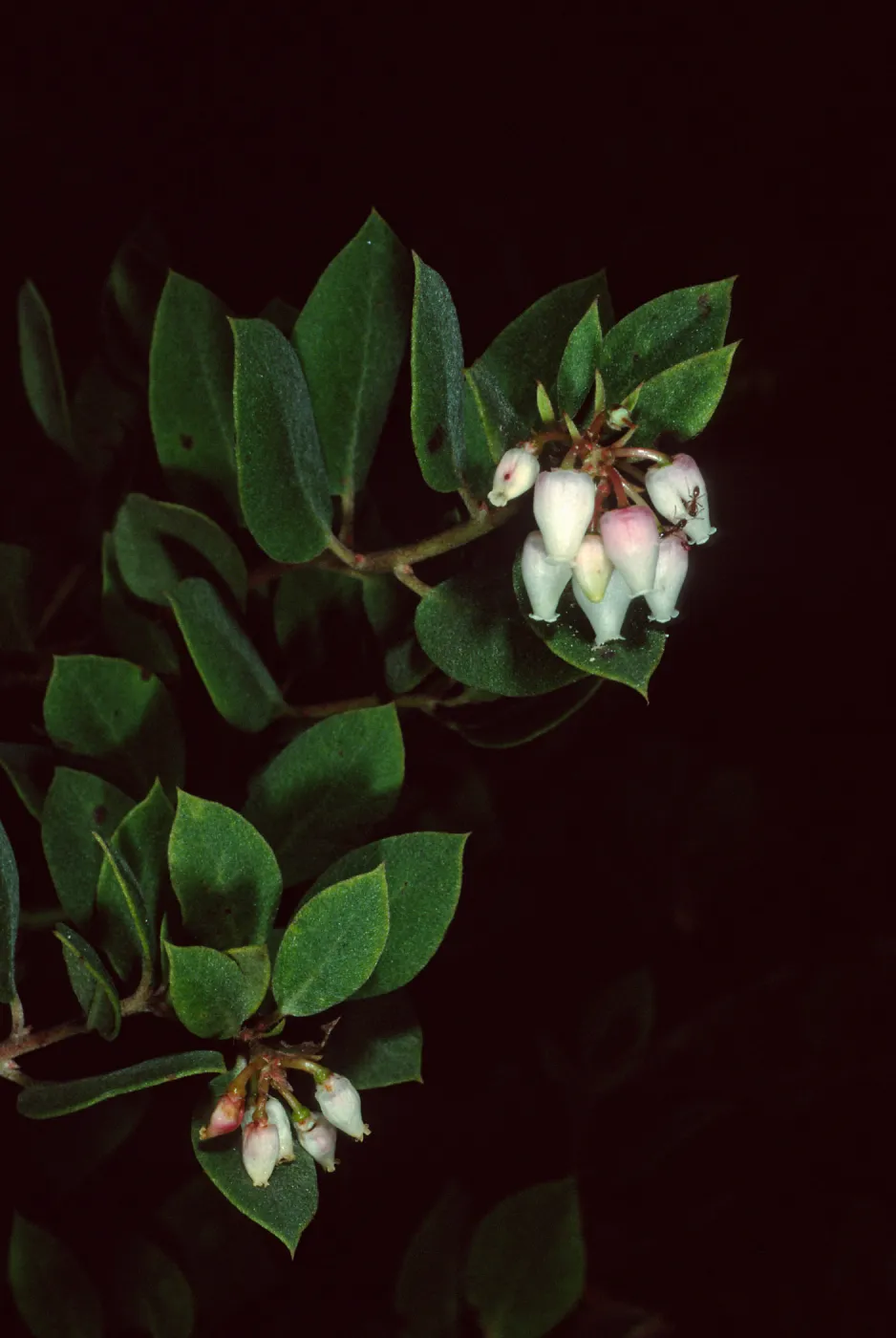 Arctostaphylos morroensis, Los Osos, San Luis Obispo County