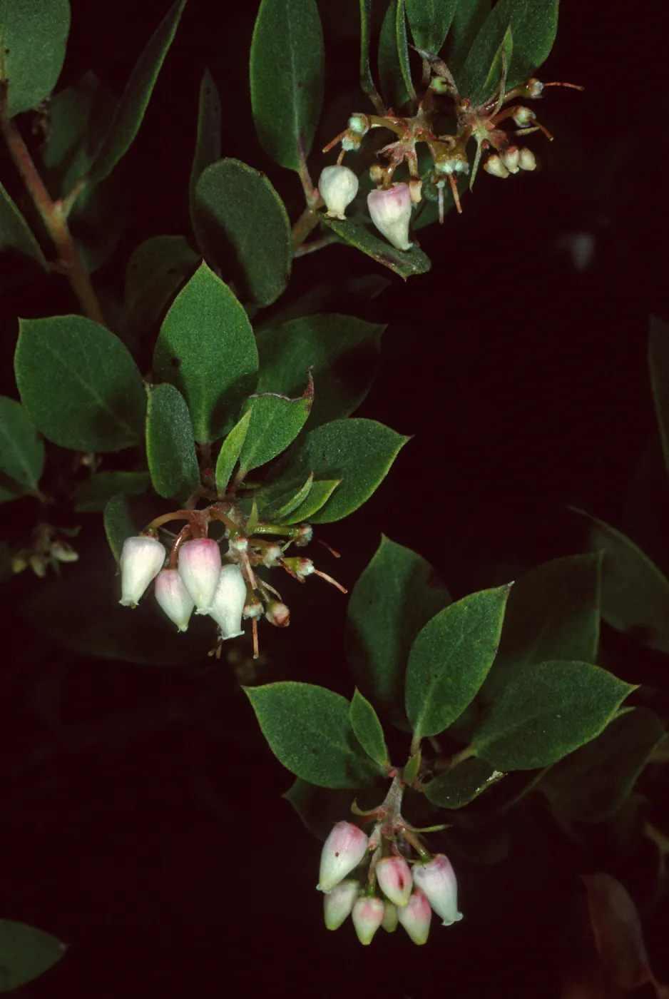 Arctostaphylos morroensis, Los Osos, San Luis Obispo County