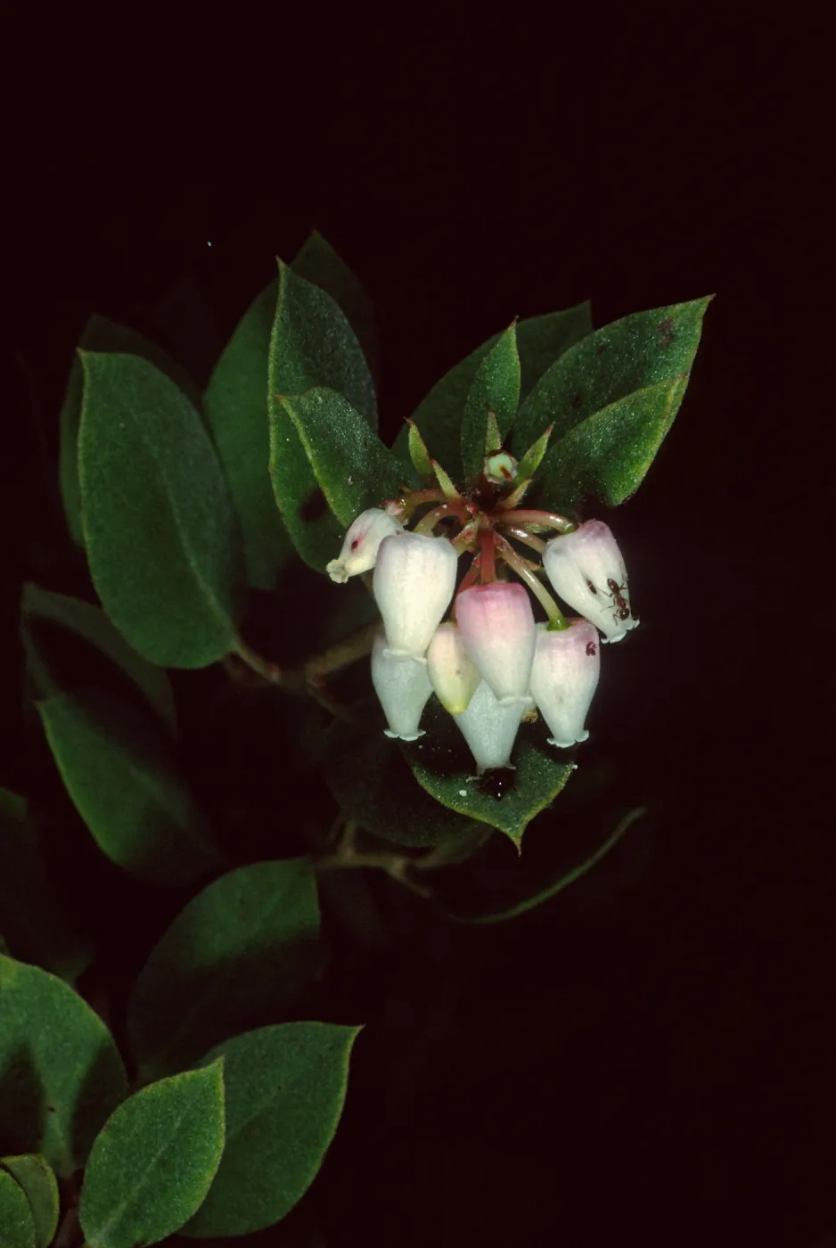 Arctostaphylos morroensis, Los Osos, San Luis Obispo County