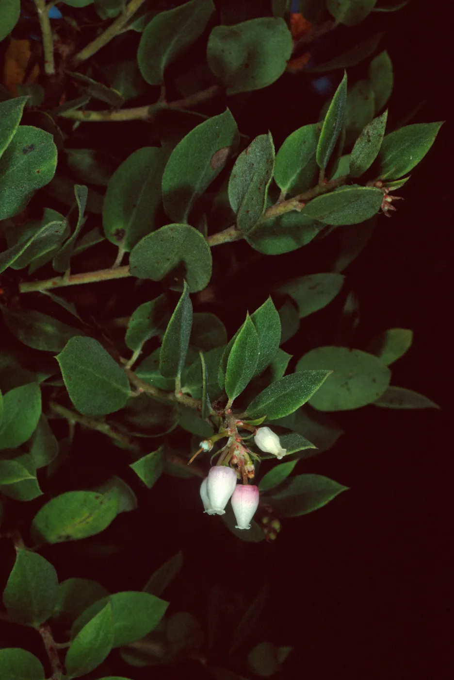 Arctostaphylos morroensis, Los Osos, San Luis Obispo County