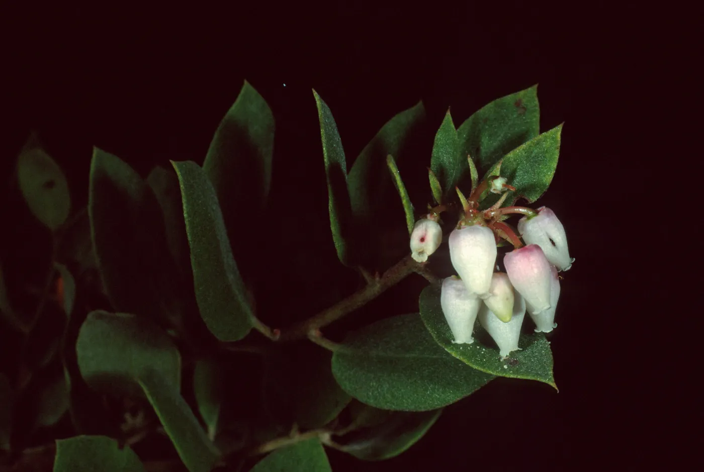 Arctostaphylos morroensis, Los Osos, San Luis Obispo County