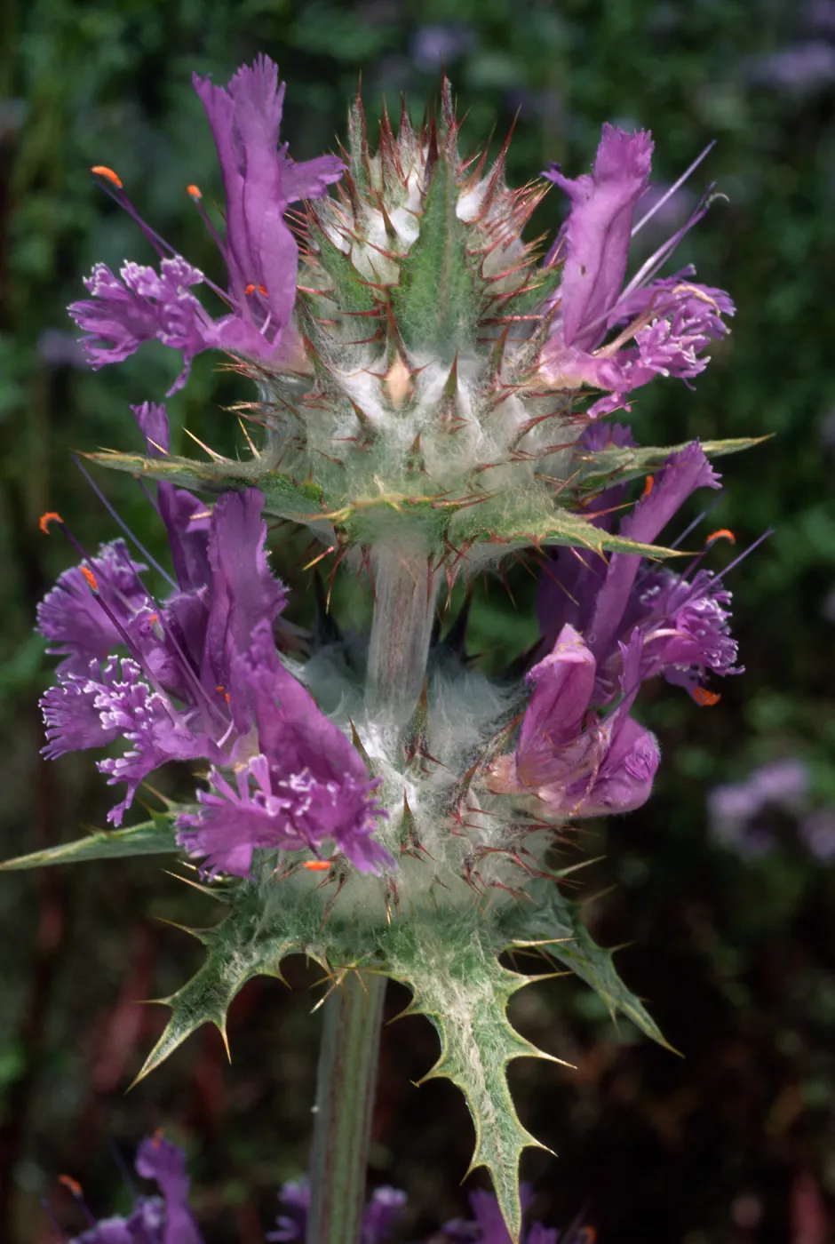 Salvia carduacea (Thistle Sage), Santa Barbara Botanic Garden