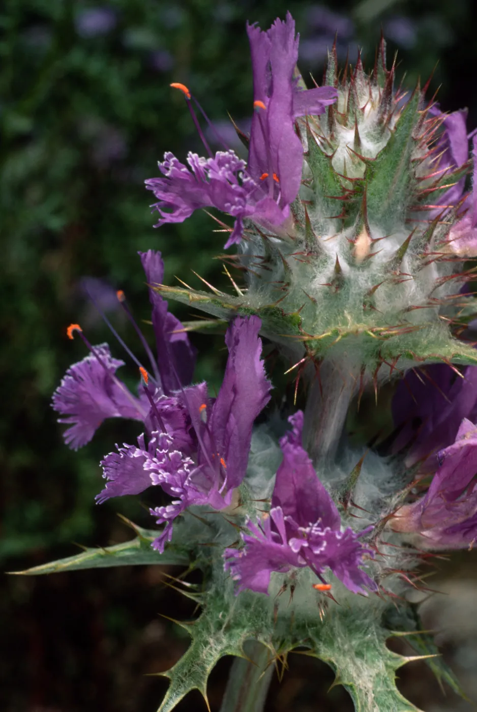Salvia carduacea (Thistle Sage), Santa Barbara Botanic Garden