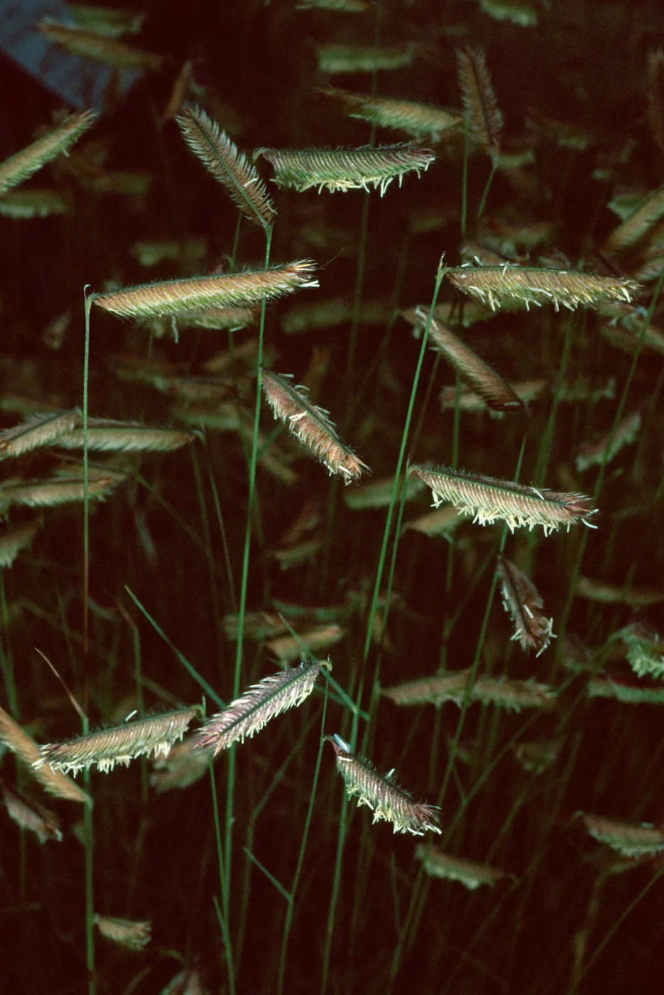 Bouteloua gracilis, Santa Barbara Botanic Garden
