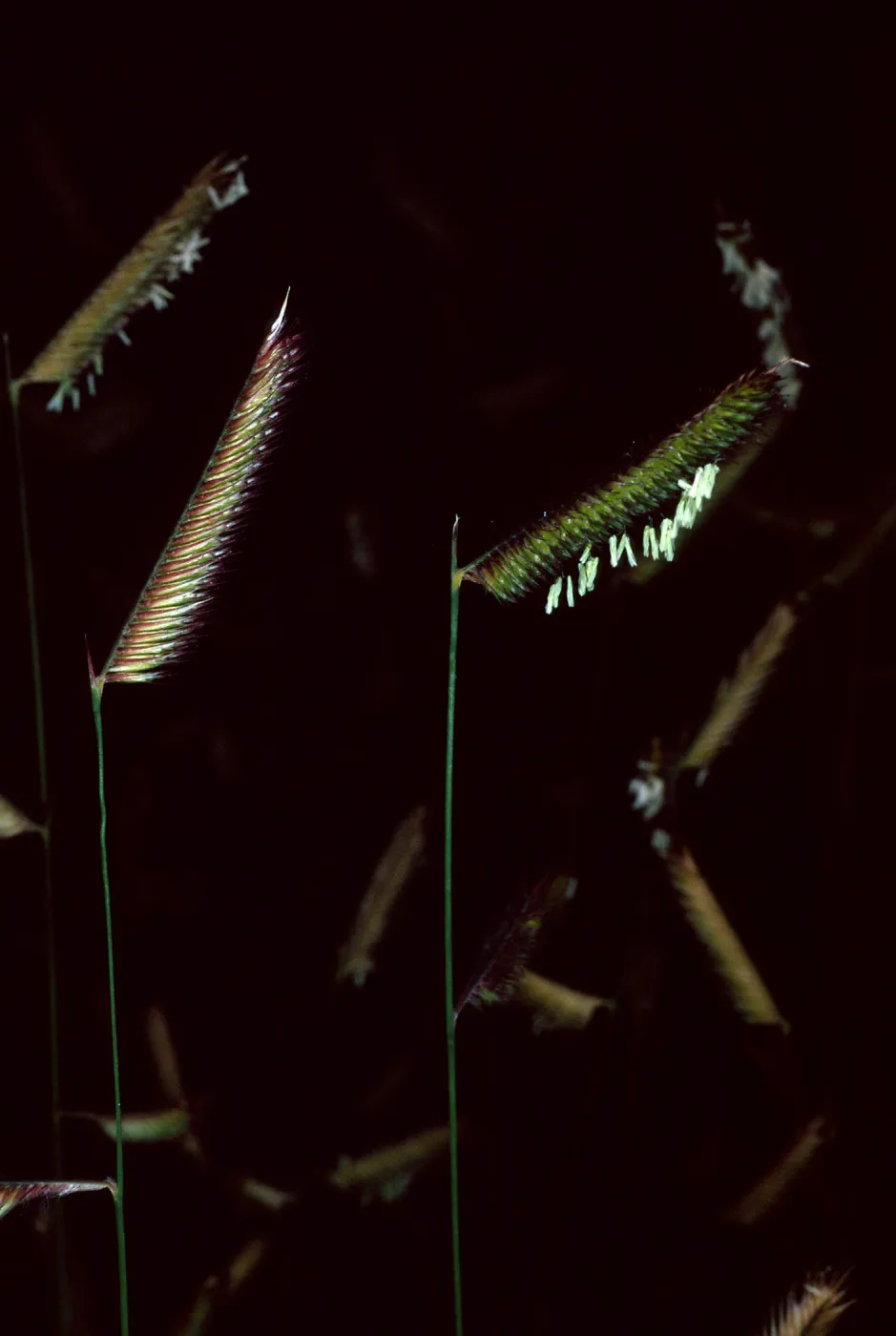 Bouteloua gracilis, Santa Barbara Botanic Garden