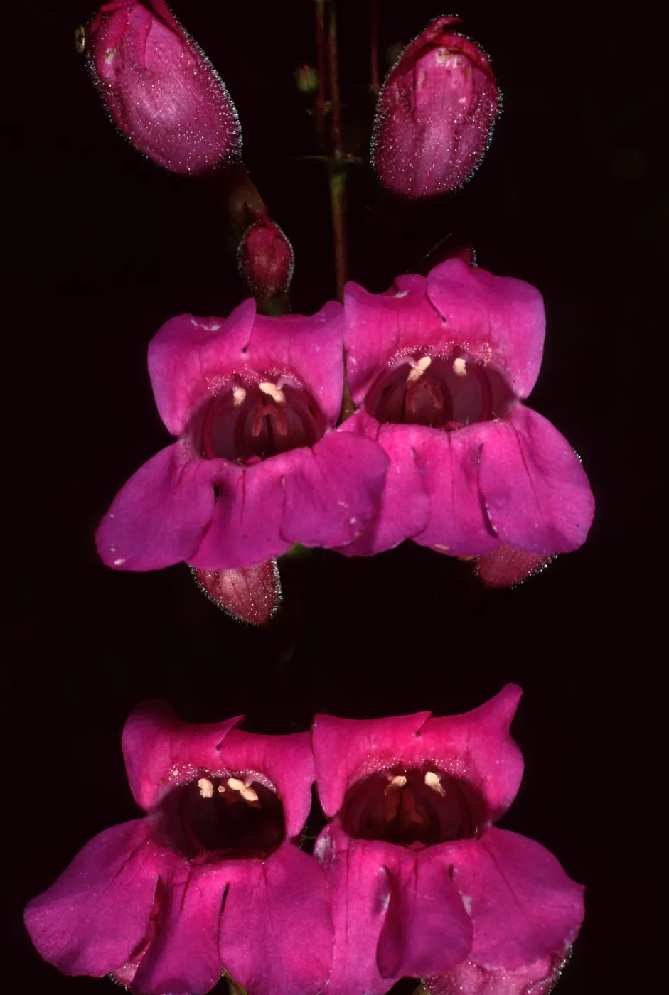 Penstemon, Porter Section, Santa Barbara Botanic Garden